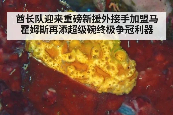 酋长队迎来重磅新援外接手加盟马霍姆斯再添超级碗终极争冠利器
